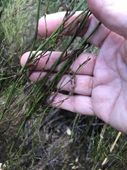 Restio gaudichaudianus