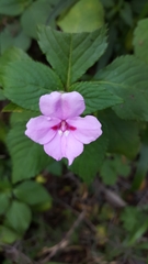 Impatiens sylvicola