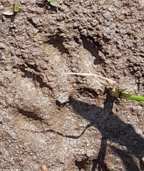 Procyon cancrivorus