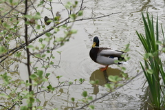 Anas platyrhynchos