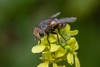 Cutworm Fly - Photo (c) Gustavo Peña, some rights reserved (CC BY-NC), uploaded by Gustavo Peña