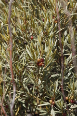 Grubbia tomentosa