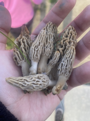 Woodchip Morel