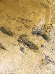 Fontinalis hypnoides