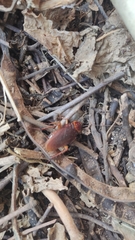 Periplaneta americana