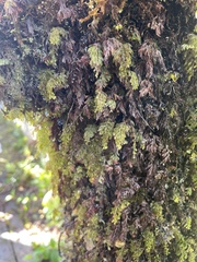 Hymenophyllum lanceolatum