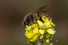 Andrena vulcana