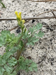 Corydalis halei
