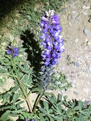 Lupinus succulentus