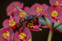 Ancistrocerus haematodes