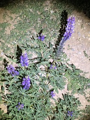 Lupinus succulentus