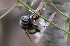 Anthophora alluaudi