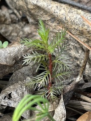 Proserpinaca pectinata