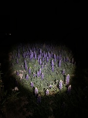 Lupinus succulentus