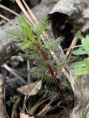 Proserpinaca pectinata