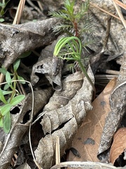 Proserpinaca pectinata