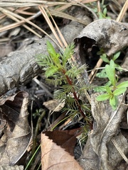 Proserpinaca pectinata