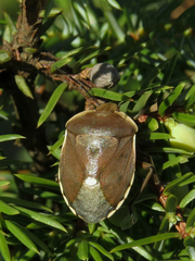 Chlorochroa pinicola