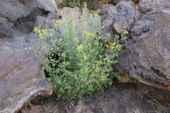 Eschenbachia stricta