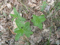 Hylotelephium maximum maximum