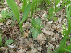 Hylotelephium maximum maximum