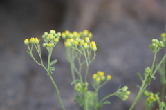 Eschenbachia stricta