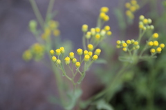 Eschenbachia stricta