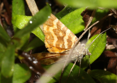 Chrysolarentia chrysocyma
