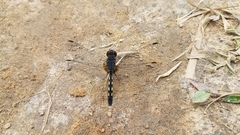 Diplacodes lefebvrii