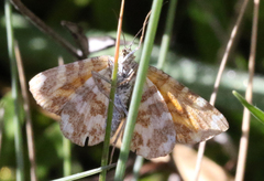 Chrysolarentia chrysocyma