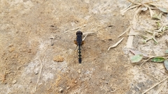 Diplacodes lefebvrii