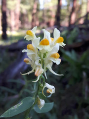 Linaria acutiloba