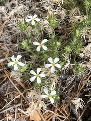 Leptosiphon nuttallii pubescens