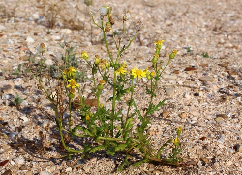 Buck's horn groundsel