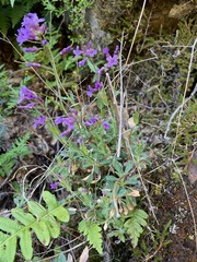 Boechera breweri