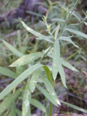 Linaria acutiloba