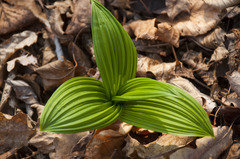 Veratrum nigrum