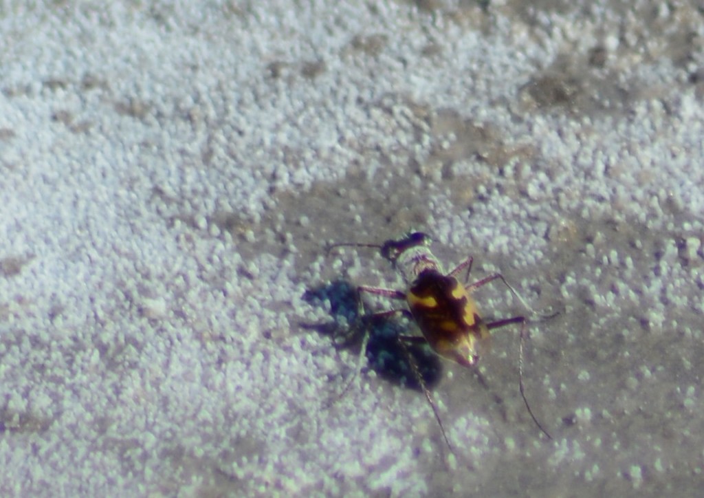 Sumlinia halophila