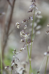 Anthoxanthum australe