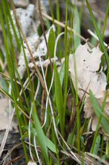 Anthoxanthum australe