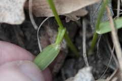 Anthoxanthum australe