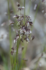 Anthoxanthum australe