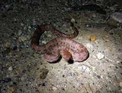 Gaoligong Mountain Pitviper photo 2