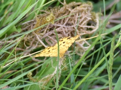 Pseudopanthera macularia