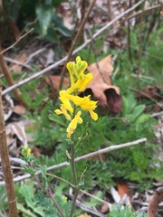 Corydalis halei