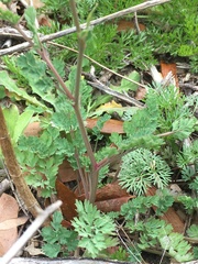 Corydalis halei
