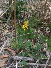 Corydalis halei