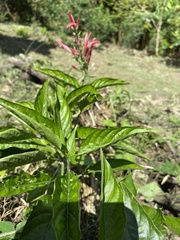 Dianthera secunda