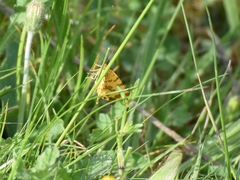 Pseudopanthera macularia