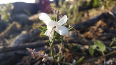 Barleria elegans